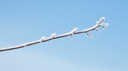 Obraz premium Frosty branch against a clear blue sky.