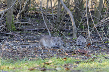 drei Ratten beim Fressen von Vogelfutter