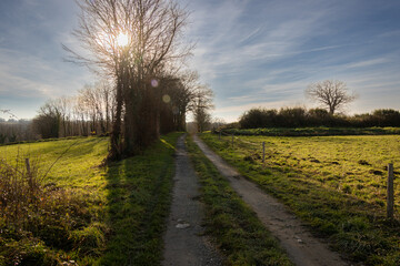 Obraz premium A farm track in the countryside on a sunny. winter's day with the sun behind some trees.