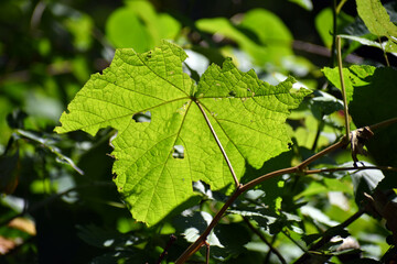Closeup of leave partially eaten by bugs
