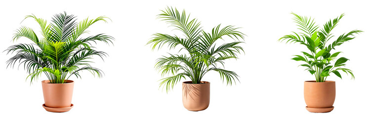 Fototapeta premium Collection of various vibrant and airy plants in pots isolated on transparent background.