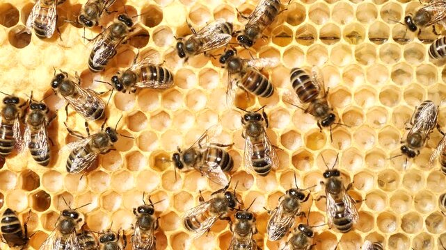 Growing bees of their new generation.
The bees are fed by the larvae of future insects and by the movements of their wings they are blown with air.

