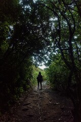 Obraz premium Woman hiking a shaded forest trail. Sunlight filters through the canopy. Nature exploration. Karekare, Auckland, New Zealand