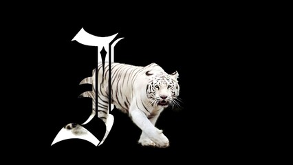 white bengal tiger