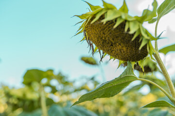Sunflower seeds harvest. Sunflowers field and blue sky.