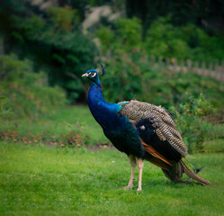 Obraz premium Peacock in the Garden