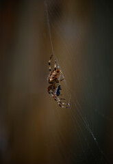 Striped leg spider on web eating a fly