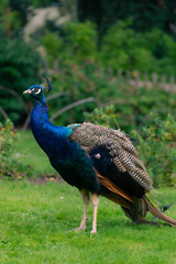 Peacock in the Garden