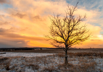 einzelner Baum im spektakul&auml;ren Sonnenuntergang Winterlandschaft
