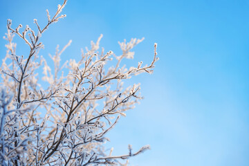 Fragment of a tree with icy branches on the background of winter light blue sky. Copy space.