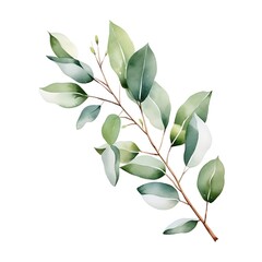 Fototapeta premium Eucalyptus branch watercolor painting representing australia day festivities