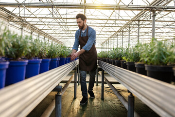 Young man working in a greenhouse and looking involved