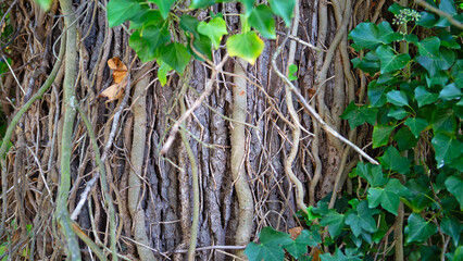 Tree trunk with entwined ivy vines. Close-up of a tree trunk covered with entwined ivy vines, featuring rough bark, twisting branches, and vibrant green leaves.