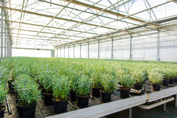 Fototapeta premium Picture of a huge greenhouse with many plants