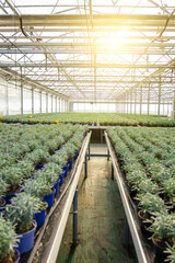 Picture of a modern glasshouse and many plants in a row