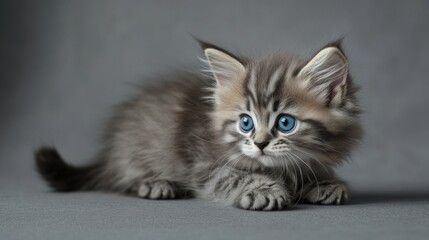 Obraz premium Mały kot o jasnoniebieskich oczach, siedzący na neutralnym tle