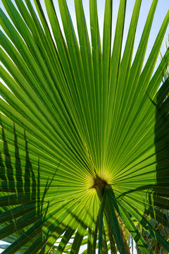 Floria thatch palm (Thrinax radiata) backlit by the sun in Portugal. Background. Graphic resource.