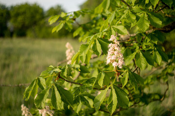 blooming inflorescences of horse chestnut, horse chestnut, leaves, flowers, spring, flowering, inflorescence