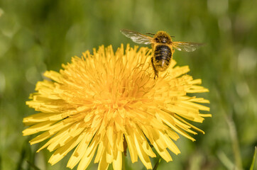bee taking flight from pollinated flower, honeybee, apis mellifera, dandelion, insect, pollinator, wings, abdomen, meadow