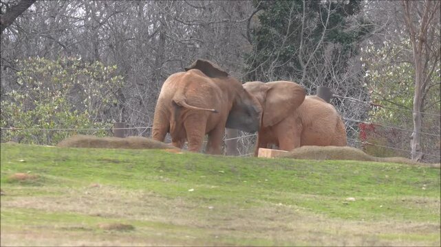 two elephants in the wild fighting