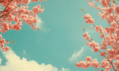 Blossoming apricot tree branches with copy space web banner: spring time concept