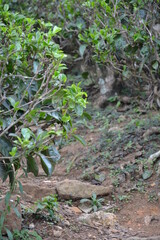 Plantation de Thé au Sri Lanka, feuilles vertes du Thé
