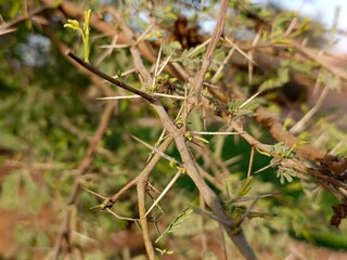thorny dry bush with sharp spikes growing naturally in a wild and dry area outdoors