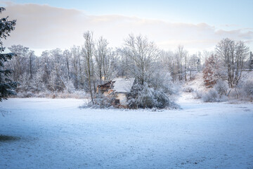 Snow-Covered Forest In Bavaria, Germany: A Serene Winter Scene With Tall Trees, Frosted Branches,