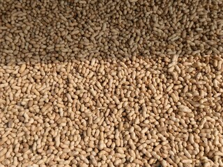 close view of a heap of dry wheat grains spread across in an agricultural setting