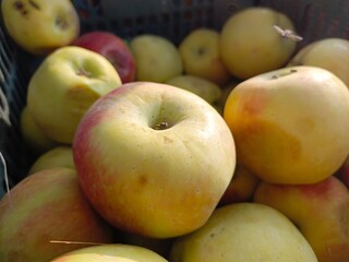fresh apples placed in a basket outdoors in natural sunlight during a bright day