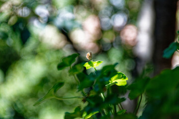 Papillon sur une feuille de géranium