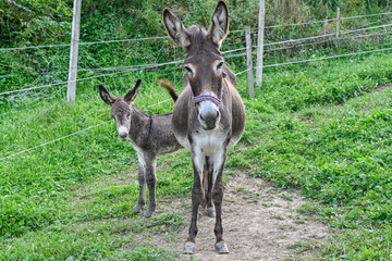 donkey and on a farm pasture