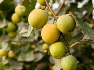 cluster of ripe yellow fruits hanging from a tree branch surrounded by green leaves in natural sunlight