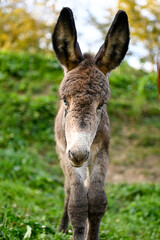 donkey and on a farm pasture