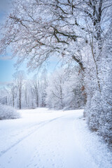 Snow-Covered Forest In Bavaria, Germany: A Serene Winter Scene With Tall Trees, Frosted Branches,