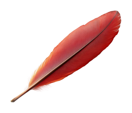 Elegant red feather on nature high fidelity fine perspective minimalist concept isolated on transparent background png