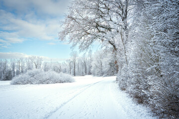 Obraz premium Snow-Covered Forest In Bavaria, Germany: A Serene Winter Scene With Tall Trees, Frosted Branches,
