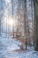 Snow-Covered Forest In Bavaria, Germany: A Serene Winter Scene With Tall Trees, Frosted Branches,