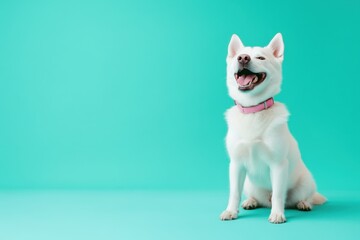 Portrait of a happy husky dog sitting on a pastel turquoise background, looking at the camera and smiling with an open mouth Generative AI