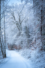 Snow-Covered Forest In Bavaria, Germany: A Serene Winter Scene With Tall Trees, Frosted Branches,