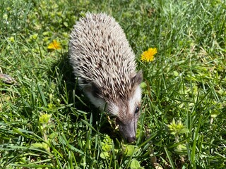 Hedgehog