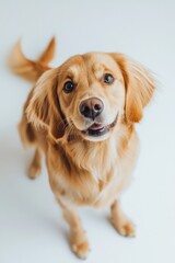 Dog Looking Up