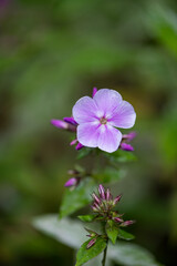 close up of a pink flower