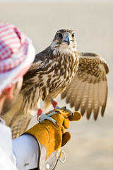 Anonymous Arab Man, Falconer Holding a Falcon his Glove in the Desert