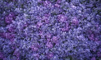 Close up of a field of lavender flowers. The flowers are in full bloom and are arranged in a way that creates a sense of depth and movement