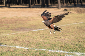 photographs of a golden eagle in its natural habitat in the middle of nature