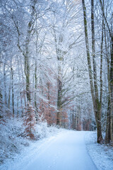 Snow-Covered Forest In Bavaria, Germany: A Serene Winter Scene With Tall Trees, Frosted Branches,