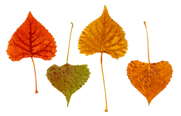 Autumn Leaves with Stems Isolated on Transparent Background Eastern Cottonwood Tree Assortment of Four Varied Colors