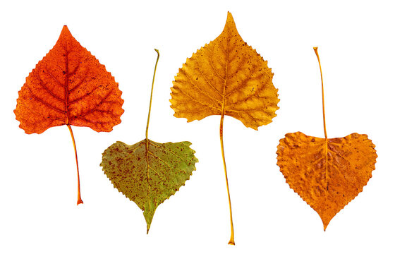 Autumn Leaves with Stems Isolated on Transparent Background Eastern Cottonwood Tree Assortment of Four Varied Colors