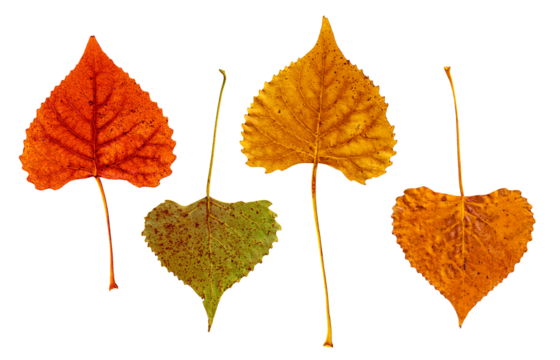Autumn Leaves with Stems Isolated on Transparent Background Eastern Cottonwood Tree Assortment of Four Varied Colors - Powered by Adobe